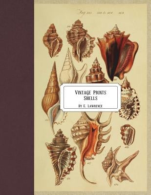 Vintage Prints: Shells Paperback Createspace Independent Publishing Platform